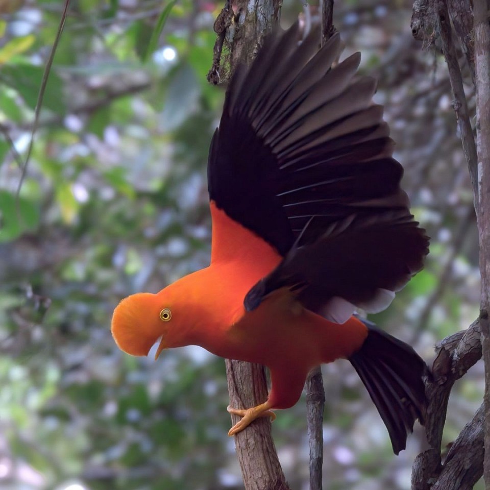 Cock-of-the-rock-near-to-cuenca