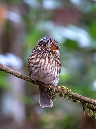 White-chested Puffbird