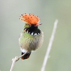 Spangled Coquette Hummingbird perched in Buglas Birding Reserve, Limón Indanza, Ecuador