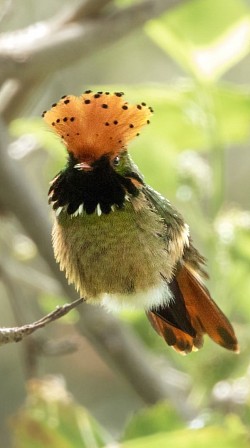 Spangled Coquette Hummingbird perched in Buglas Birding Reserve, Limón Indanza, Ecuador