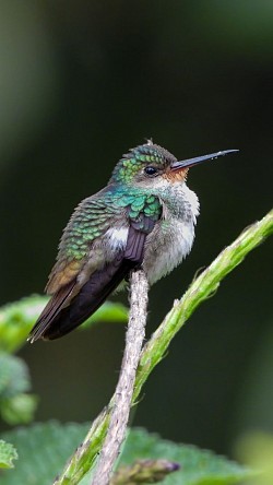 Golden-throated Saphire