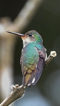 Golden-throated Saphire