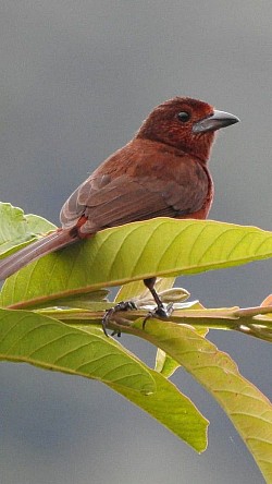 Silver-beaked Tanager