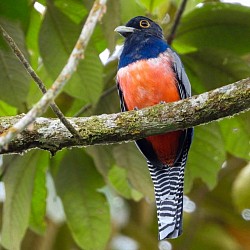 Blue-crowned Trogon