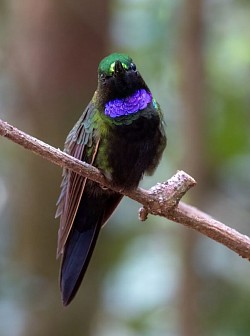 Black-throated Brilliant