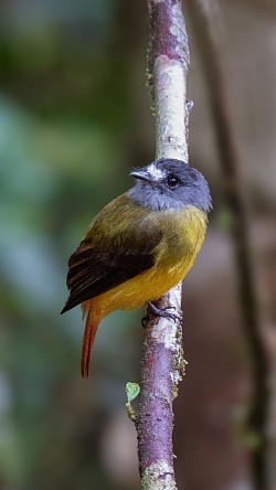 Ornated Flycatcher