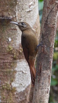 Plain-brown Woodcreeper