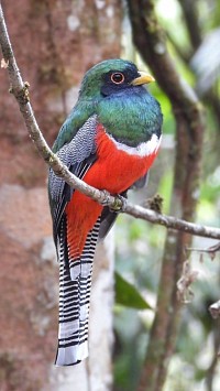 Collared Trogon