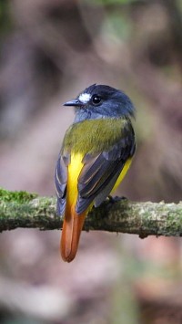 OrnaTe Flycatcher