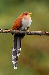 Squirrel cuckoo