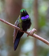 Black-throated Brilliant