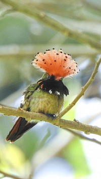 Spangled Coquette